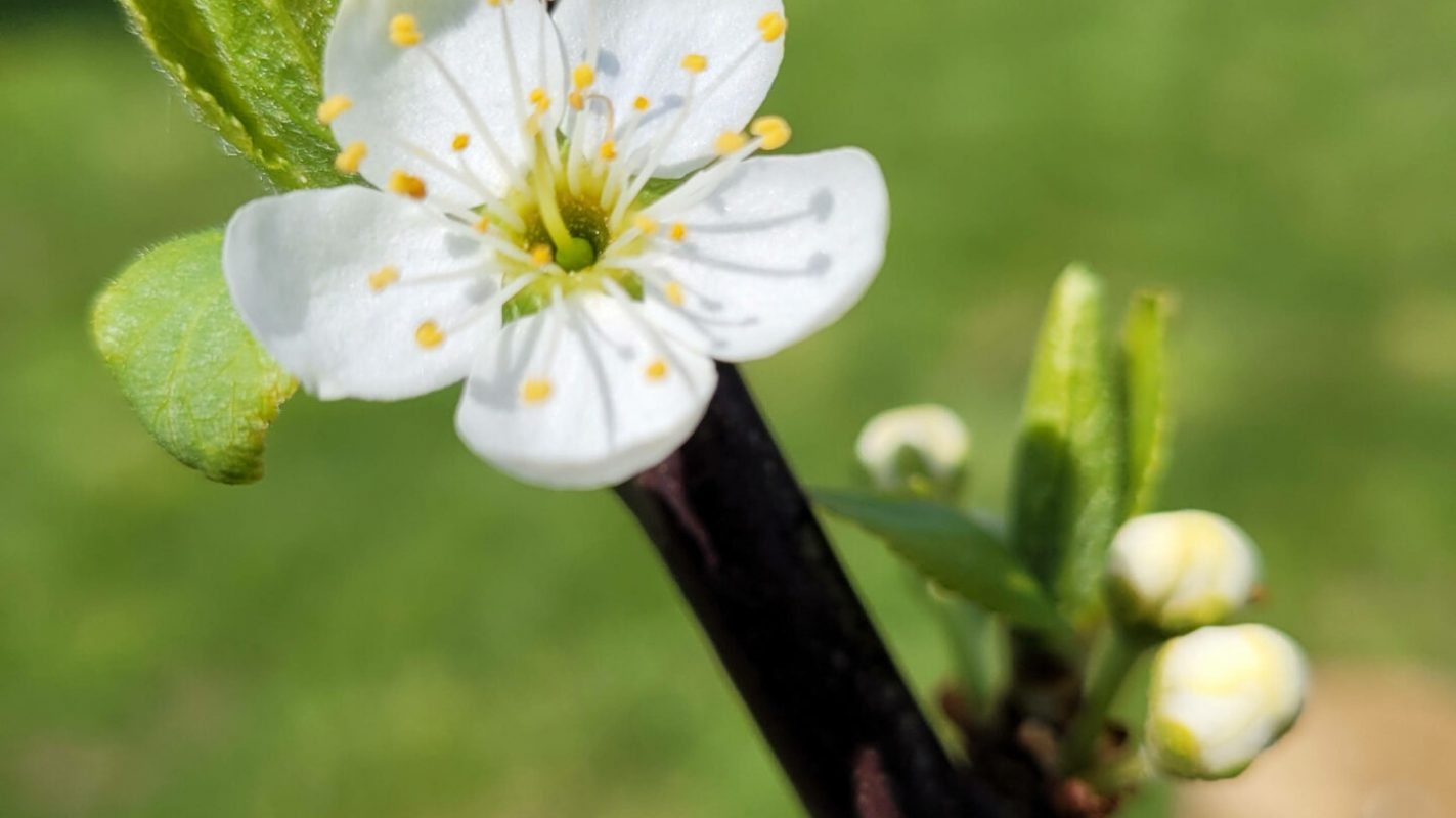April 21 - hurra, der neu gepflanzte Mirabellenbaum blüht!