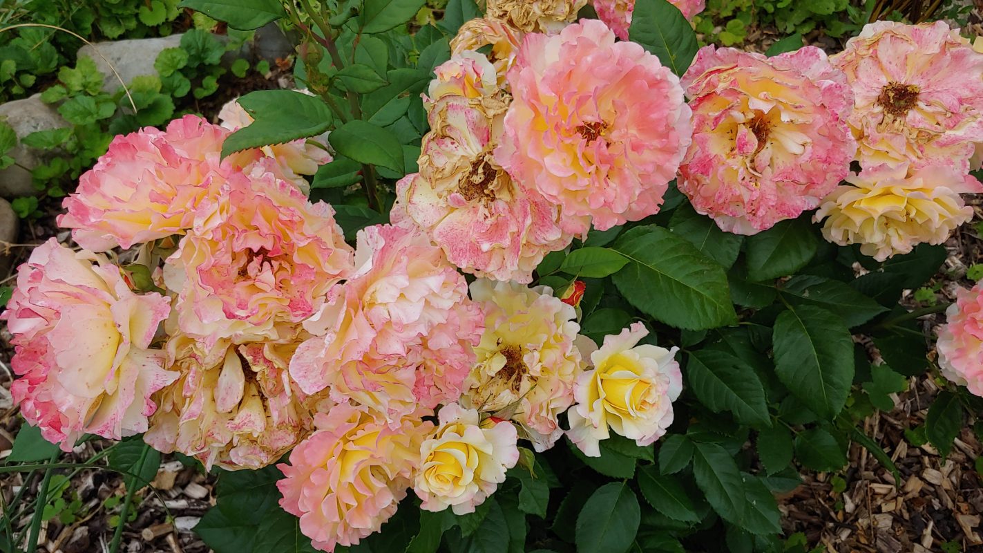 Juni 21 Buschrose