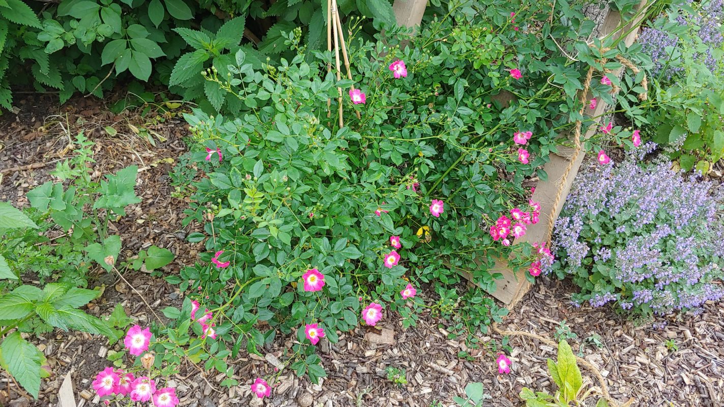 Juni 21 Ramblerrose in Pink
