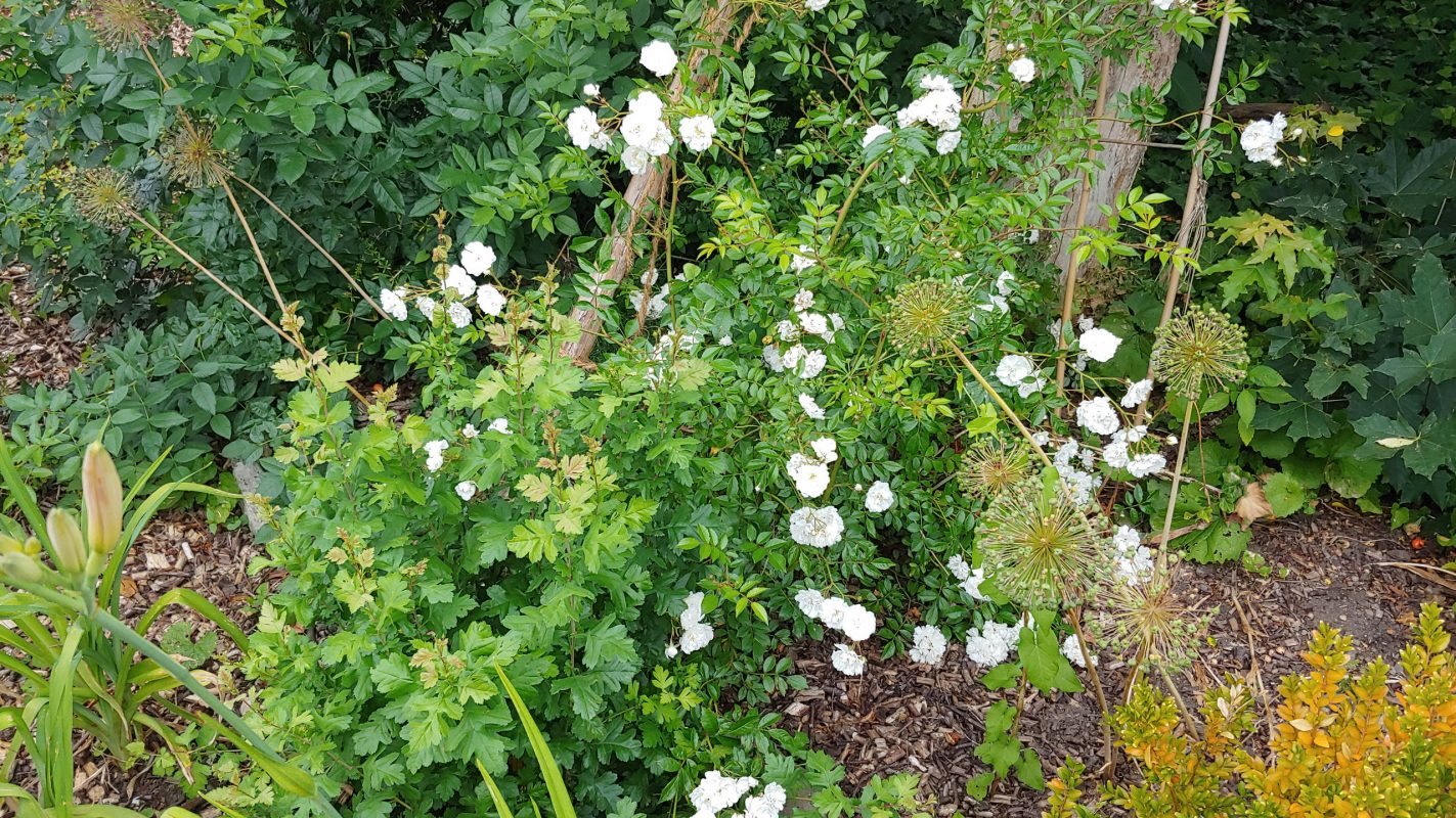 Juni 21 Die Ramblerrose hat sich eingelebt!
