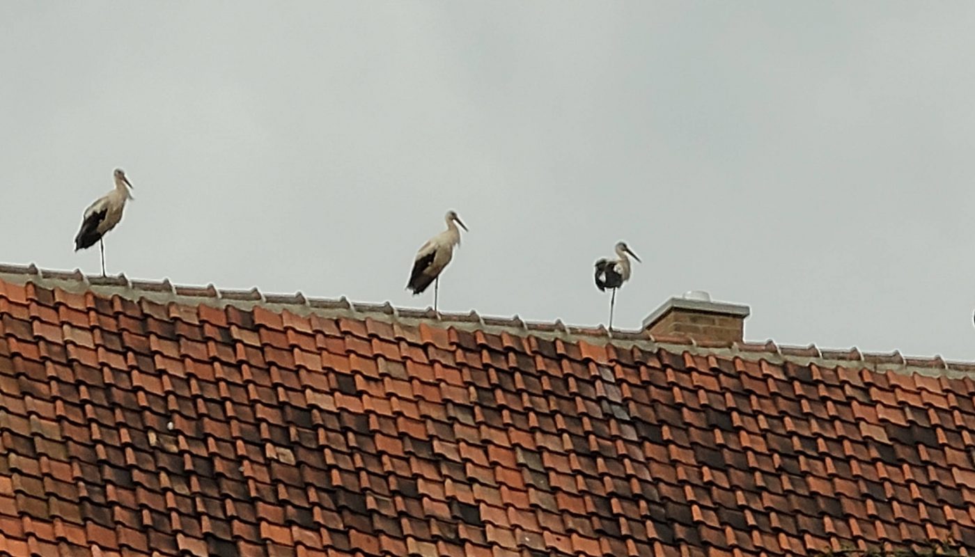 Juli 2021 - Storchenbesuch am frühen Morgen!