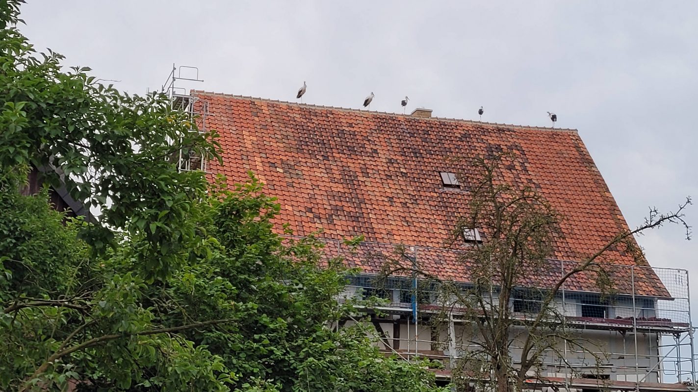 Juli 2021 - den 5 Störchen gefällt unser Dach!
